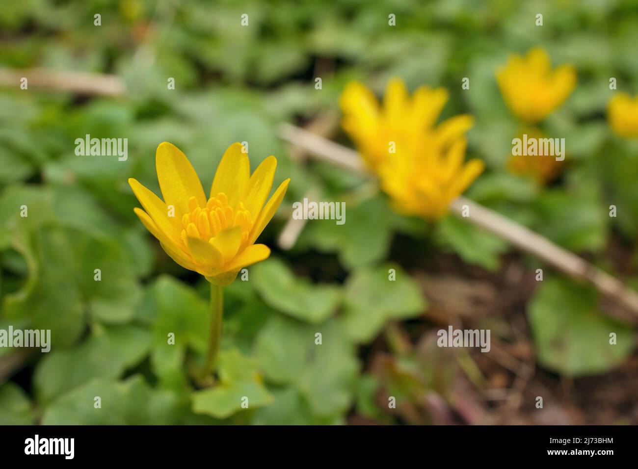 Low Angle Close up of Lesser Celandine Ranunculaceae Ficaria verna Huds Yellow Flower in Spring Stock Photo