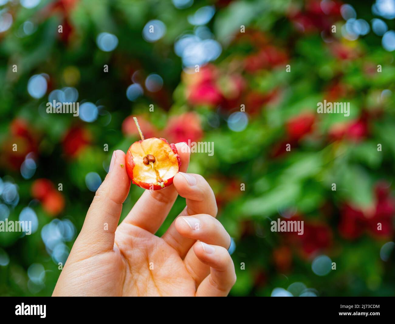 Close up shot of hand holding a bite Malus prunifolia at Colorado Stock Photo