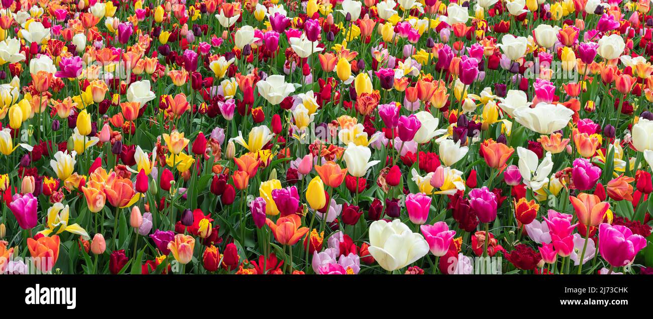 Flowerbed of colorful blooming tulips in a park in the Netherlands ...