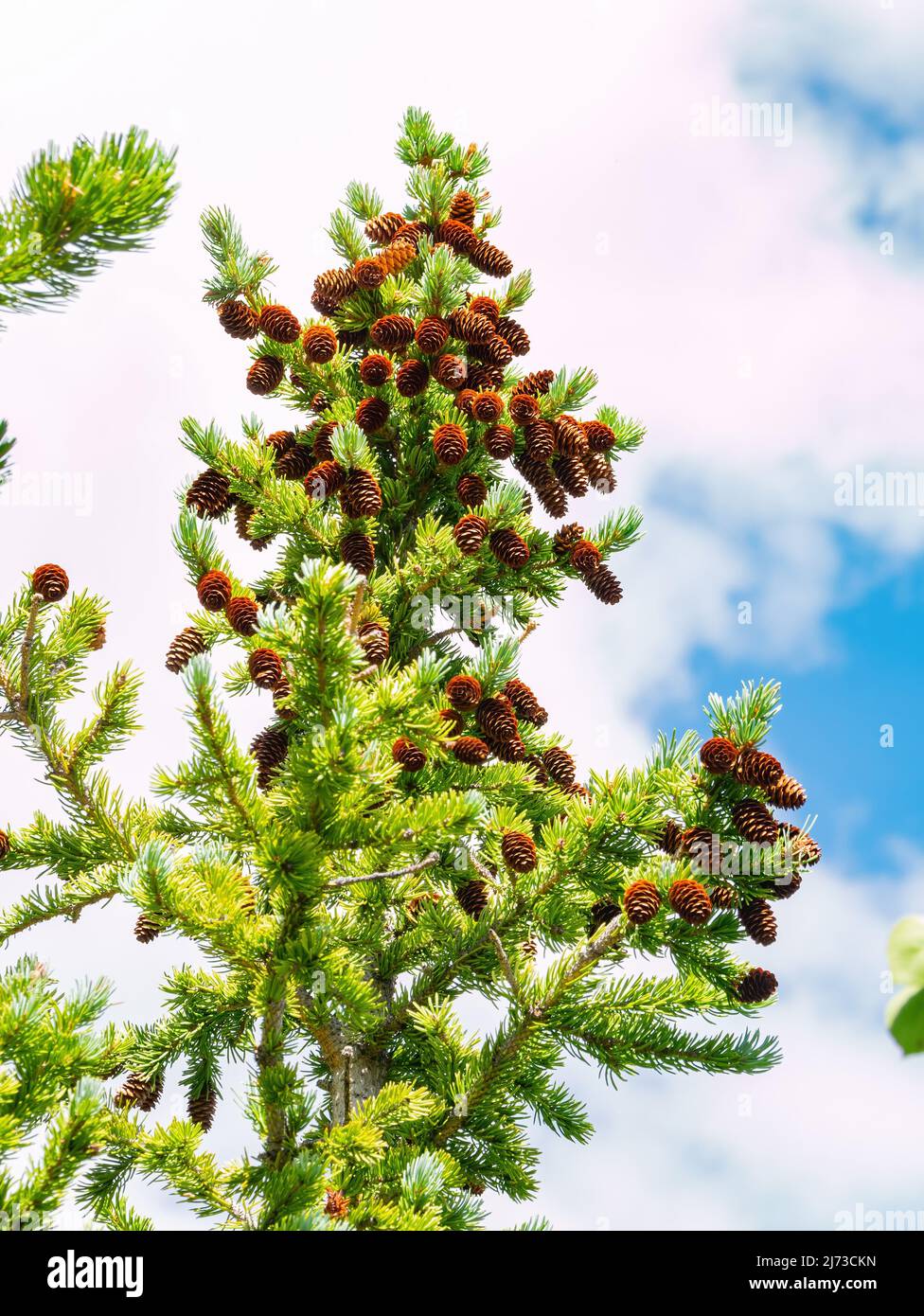 Close up shot of mature pine cone hanging on the tree at Colorado Stock ...