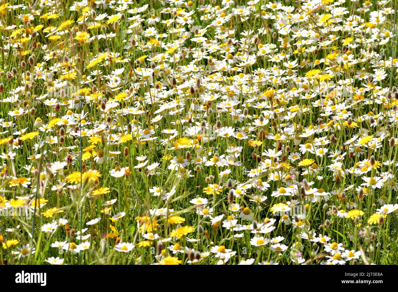 Multitud de flores silvestres en el campo en primavera Stock Photo