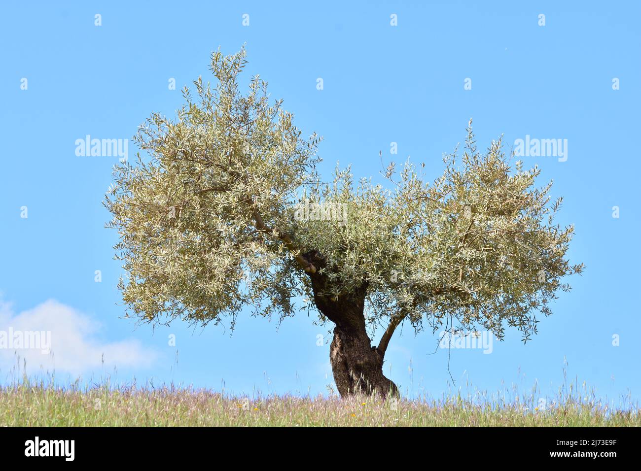 Olivo solitario en primavera, en un campo de Andalucía, España Stock Photo