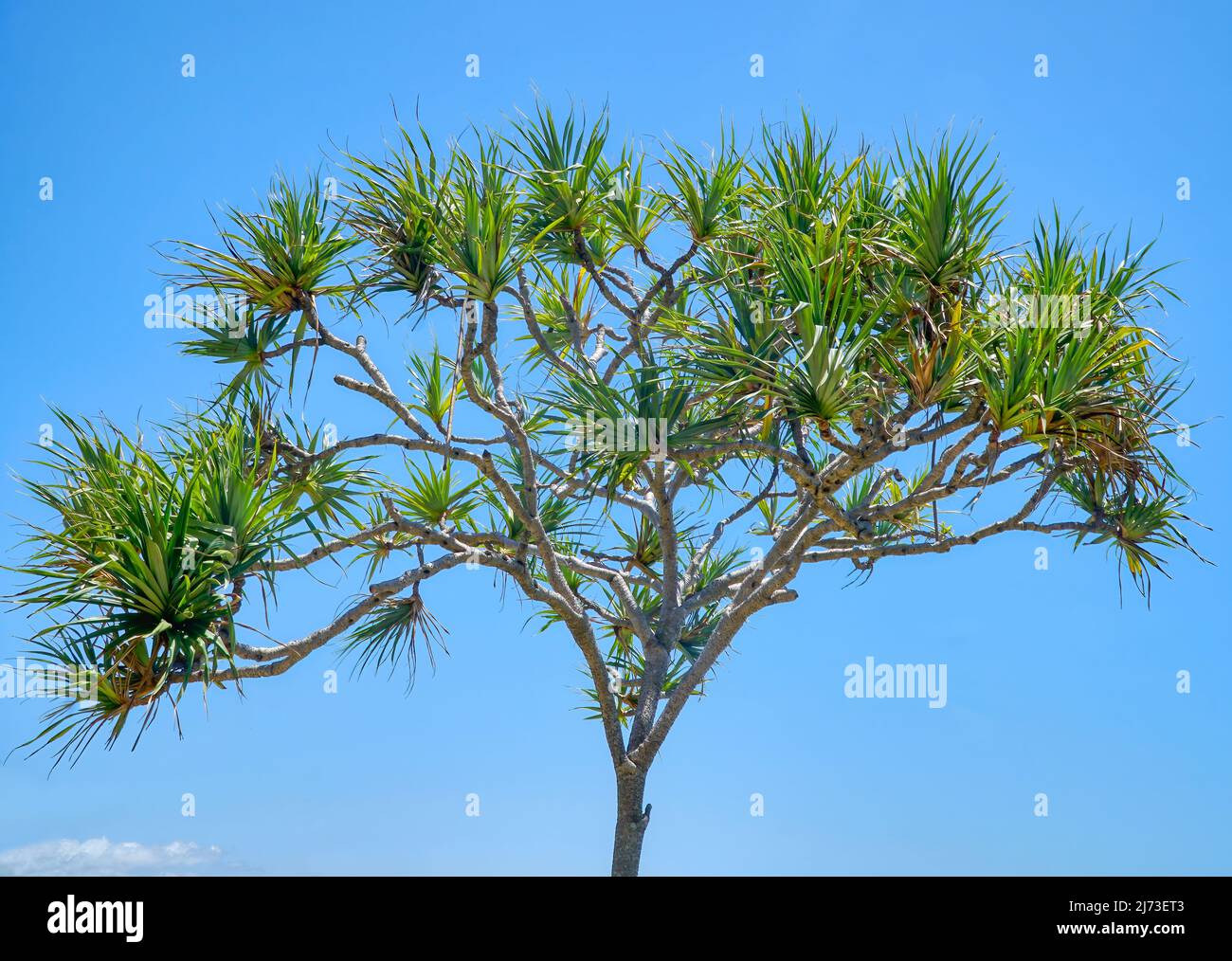 pandanus palms or ScrewPine tree, close up view with a blue background Stock Photo