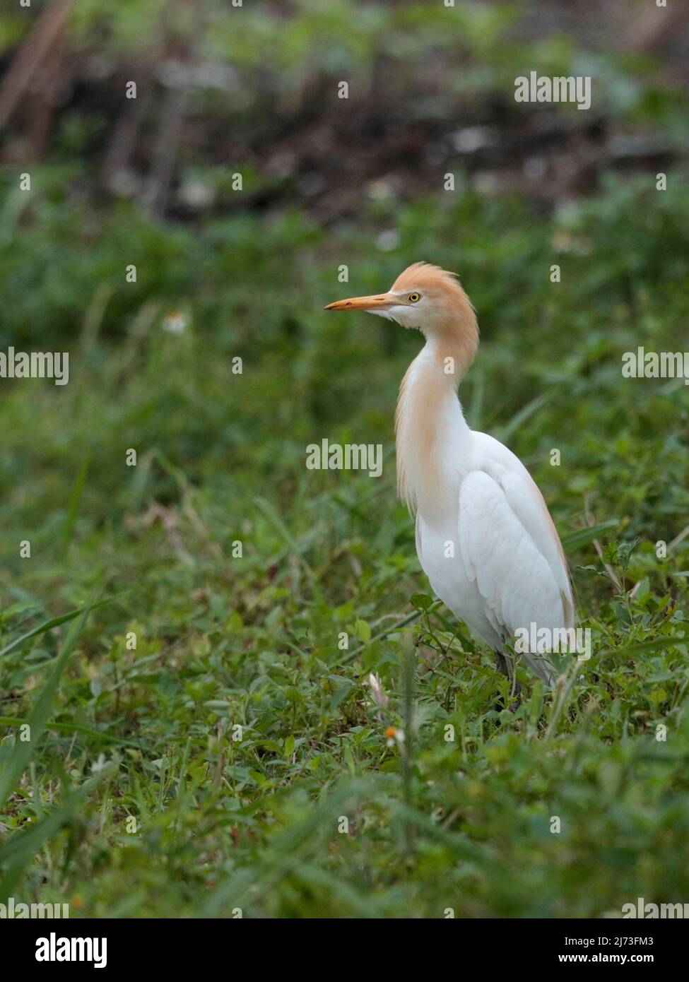 Tagak Eastern Cattle Egret (Bubulcus coromandus), vertical portrait of single ...