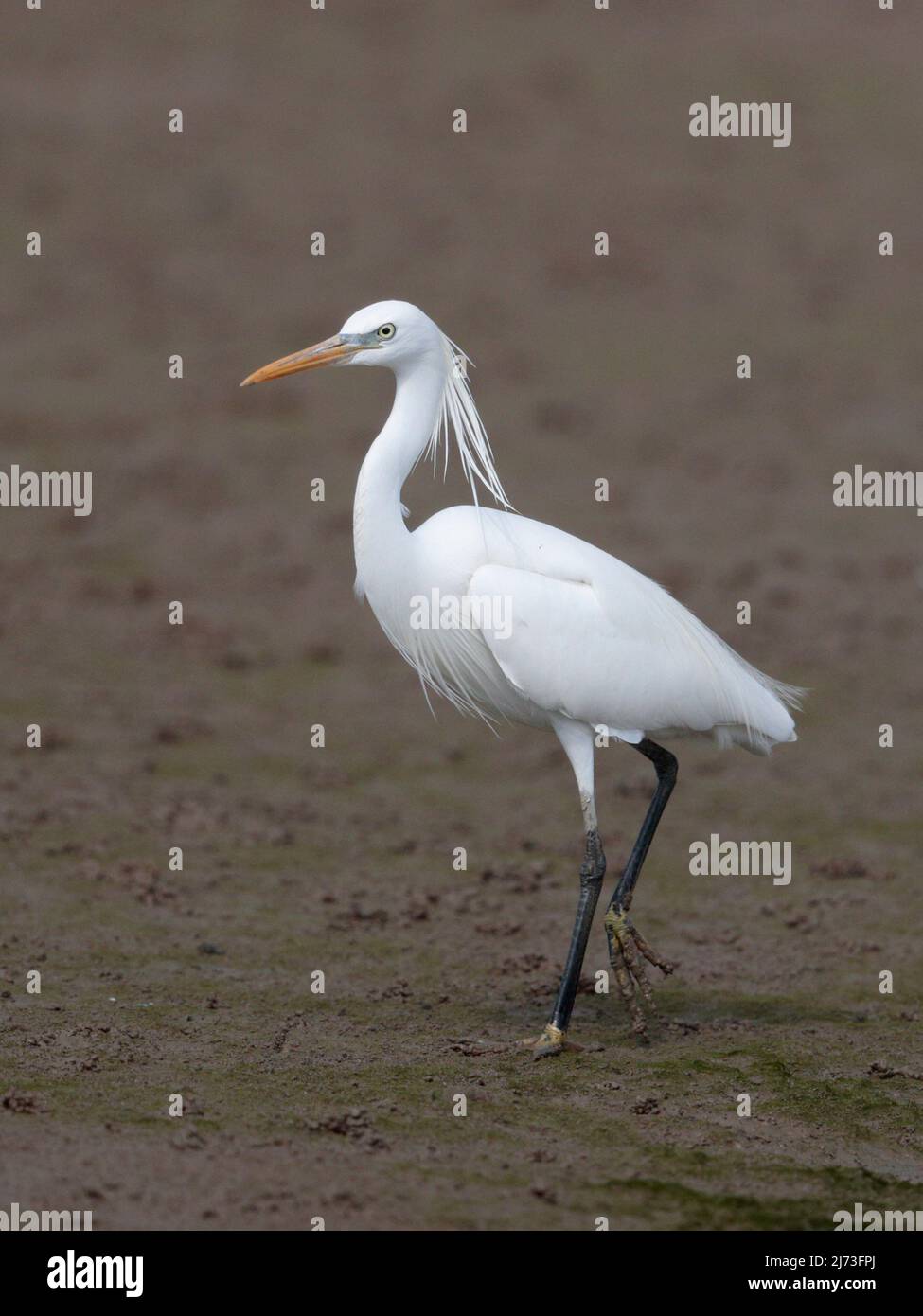 Chinese Egret (Egretta eulophotes), Mai Po Nature Reserve, Hong Kong ...