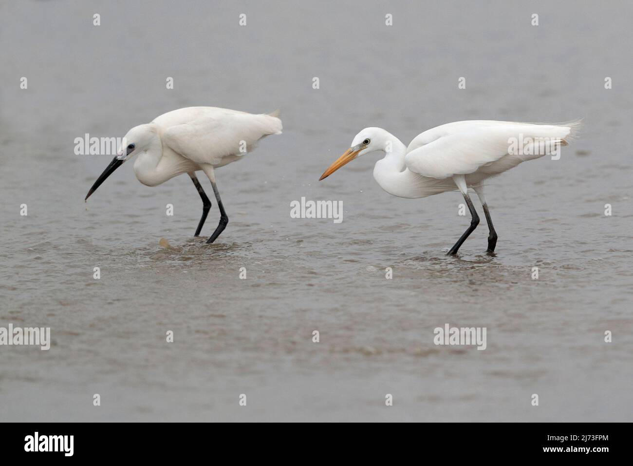 Chinese Egret (Egretta eulophotes), (Right), with Little Egret (Egretta garzetta) (Left), Mai Po Nature Reserve, Hong Kong, China Stock Photo