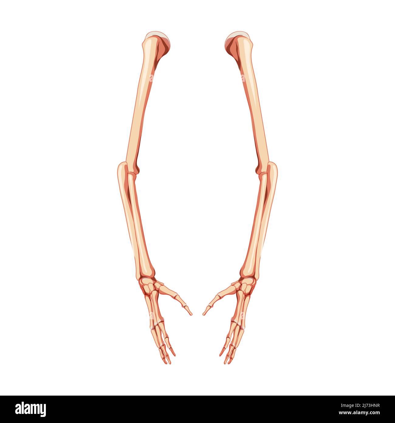 Humerus Ulna Radius