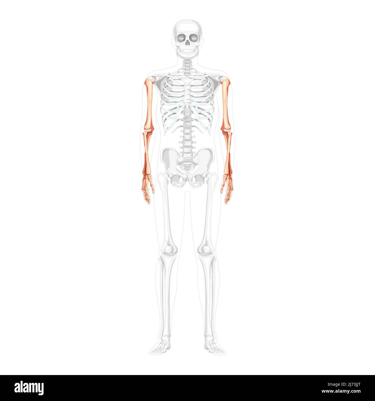 Skeleton Arms Human front Anterior ventral view with partly transparent bones position. Anatomically correct hands realistic flat natural color concept Vector illustration isolated on white background Stock Vector