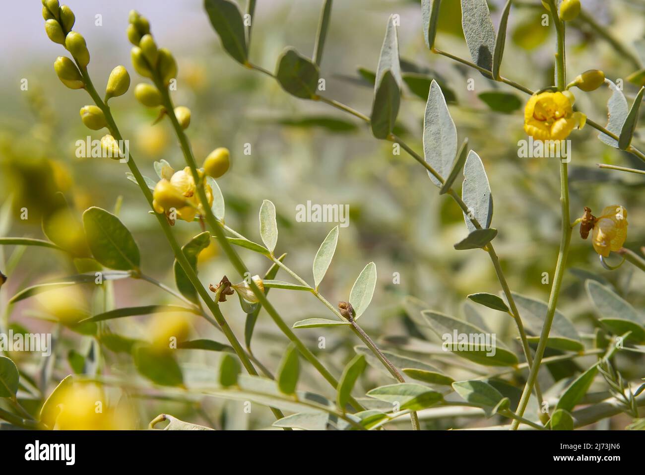 senna plant closeup of senna alexandrina leaves and yellow flowers Stock Photo