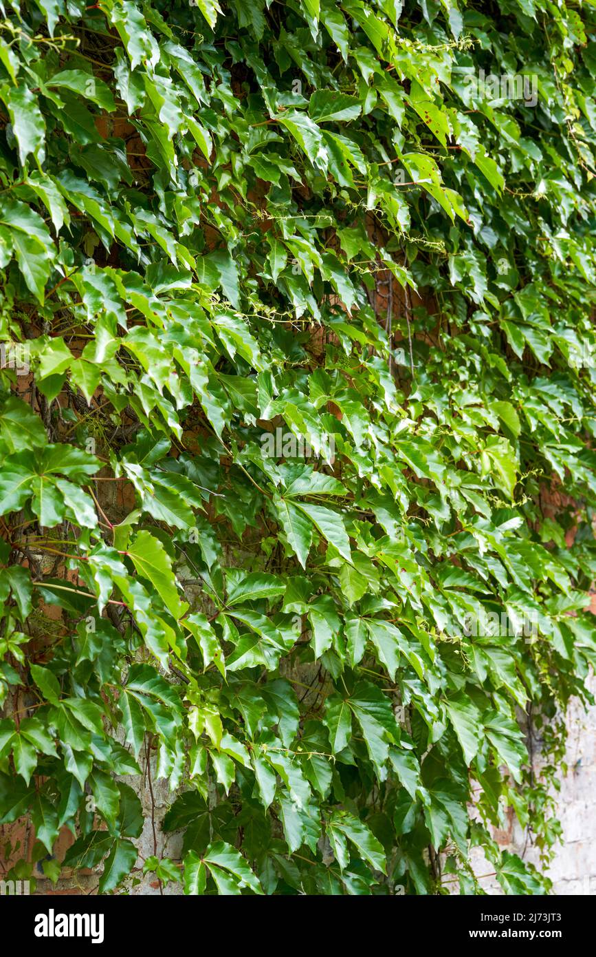 Branch growing over fence hi-res stock photography and images - Alamy