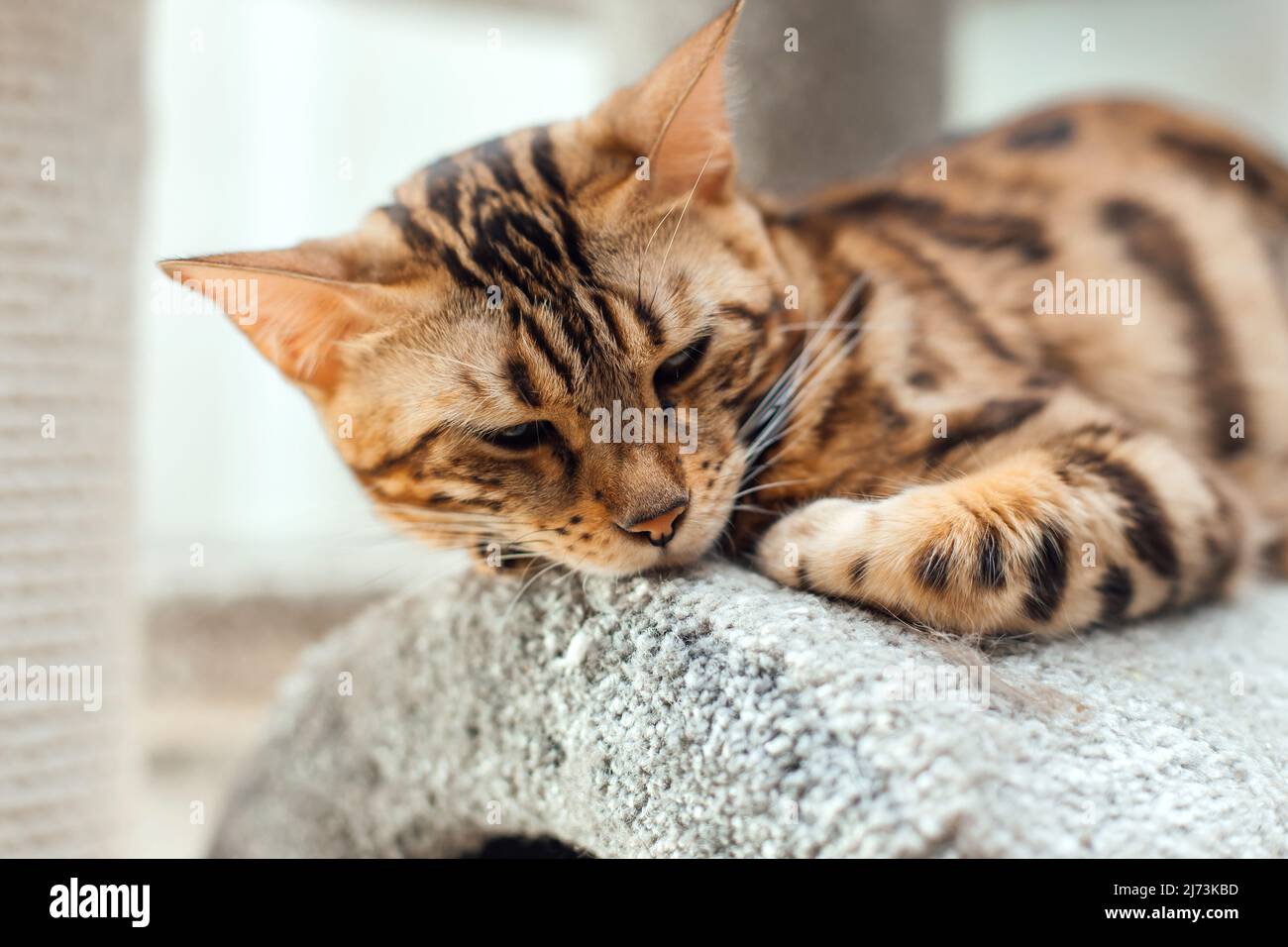Young cute bengal cat laying on a soft cat's shelf of a cat's house ...