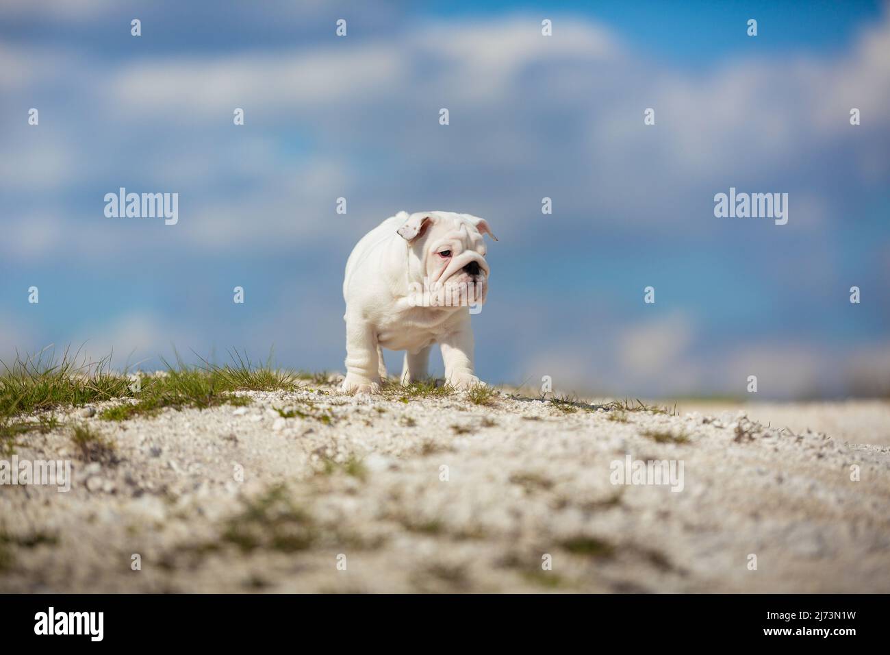 Small white English Bulldog. Puppy against a bright blue sky outdoors. Stock Photo