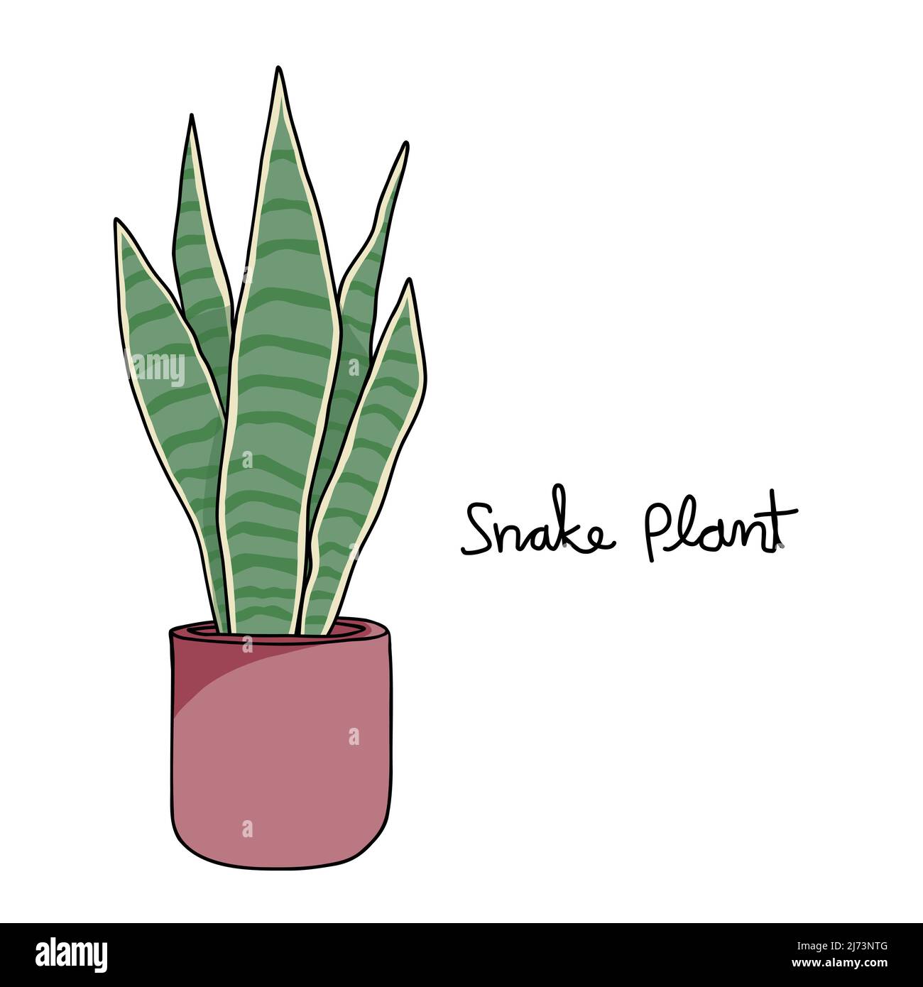 Snake Plant Isolated Cliparts, Stock Vector and Royalty Free Snake Plant  Isolated Illustrations