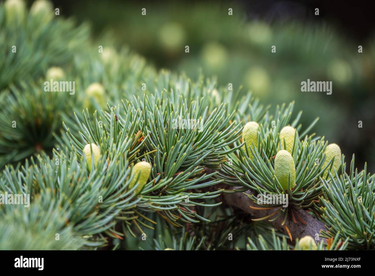 Branch of an Atlas cedar with needles and cones. Cedar Atlas Lat ...