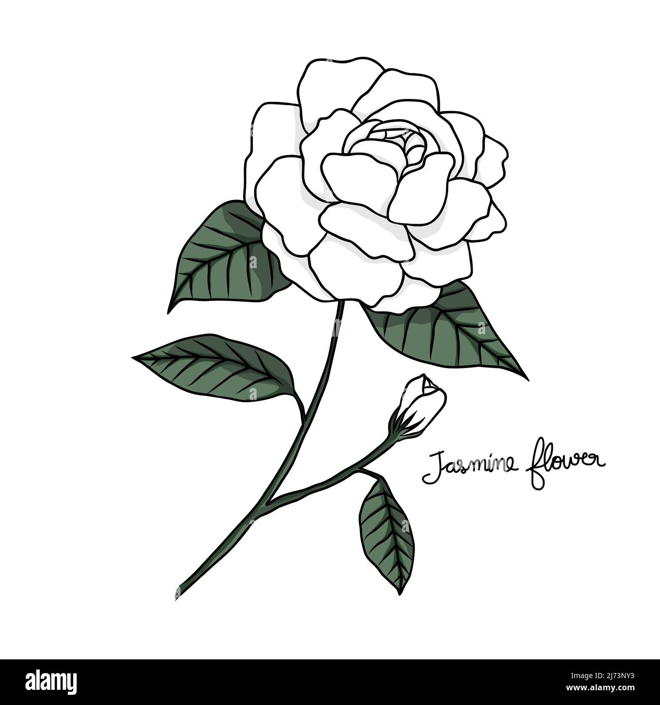 Jasmine flower vector illustration Stock Vector Image & Art Alamy