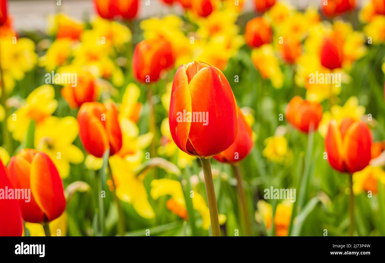 Tulips and narcissus in the garden. Close up view of a colourful tulips and narcissus on flowerbed. Blurred background, nobody, selective focus Stock Photo