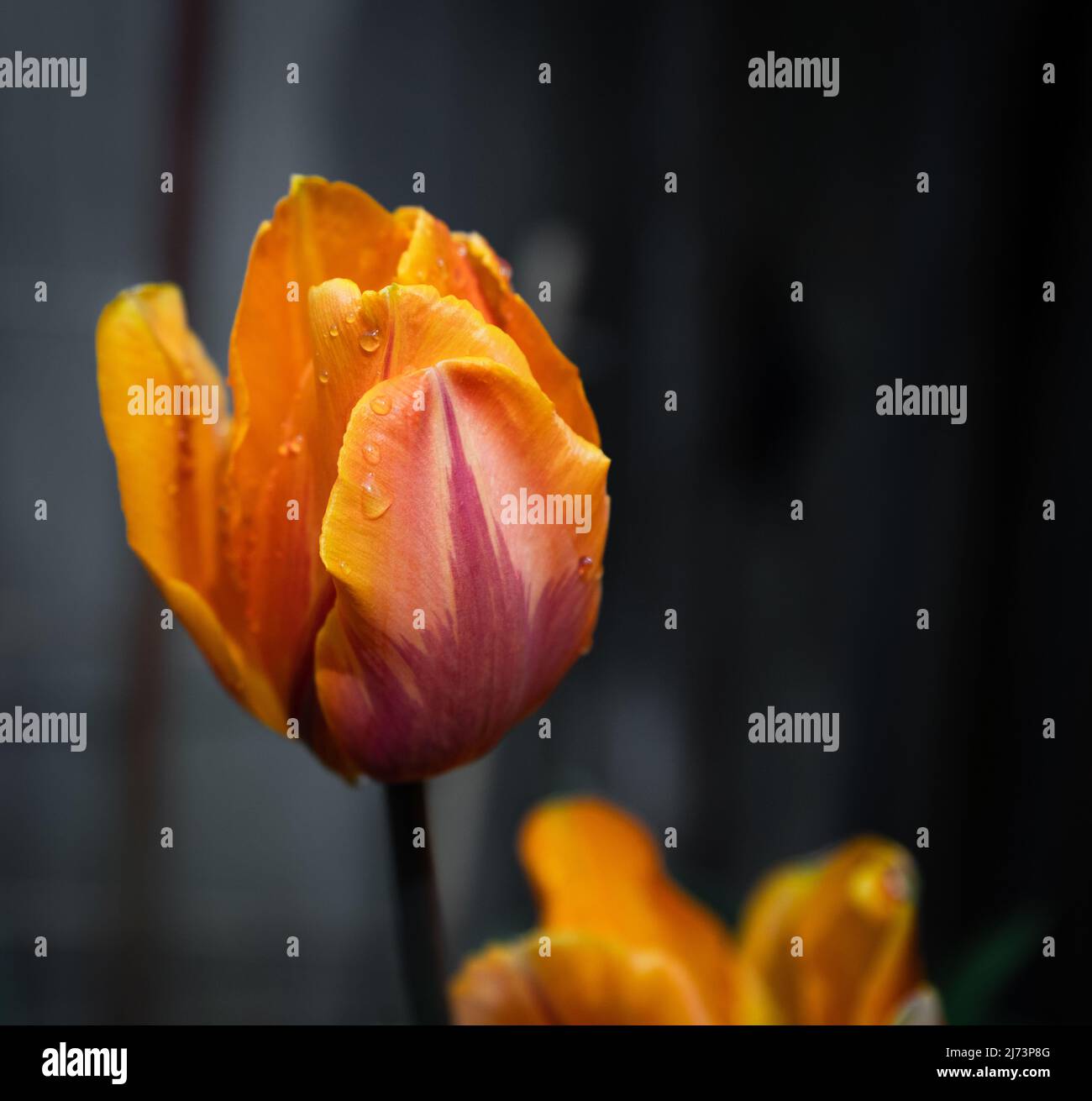 Orange Tulip isolated on dark background. Close up view of a single colourful tulip. Blurred background, nobody, selective focus Stock Photo