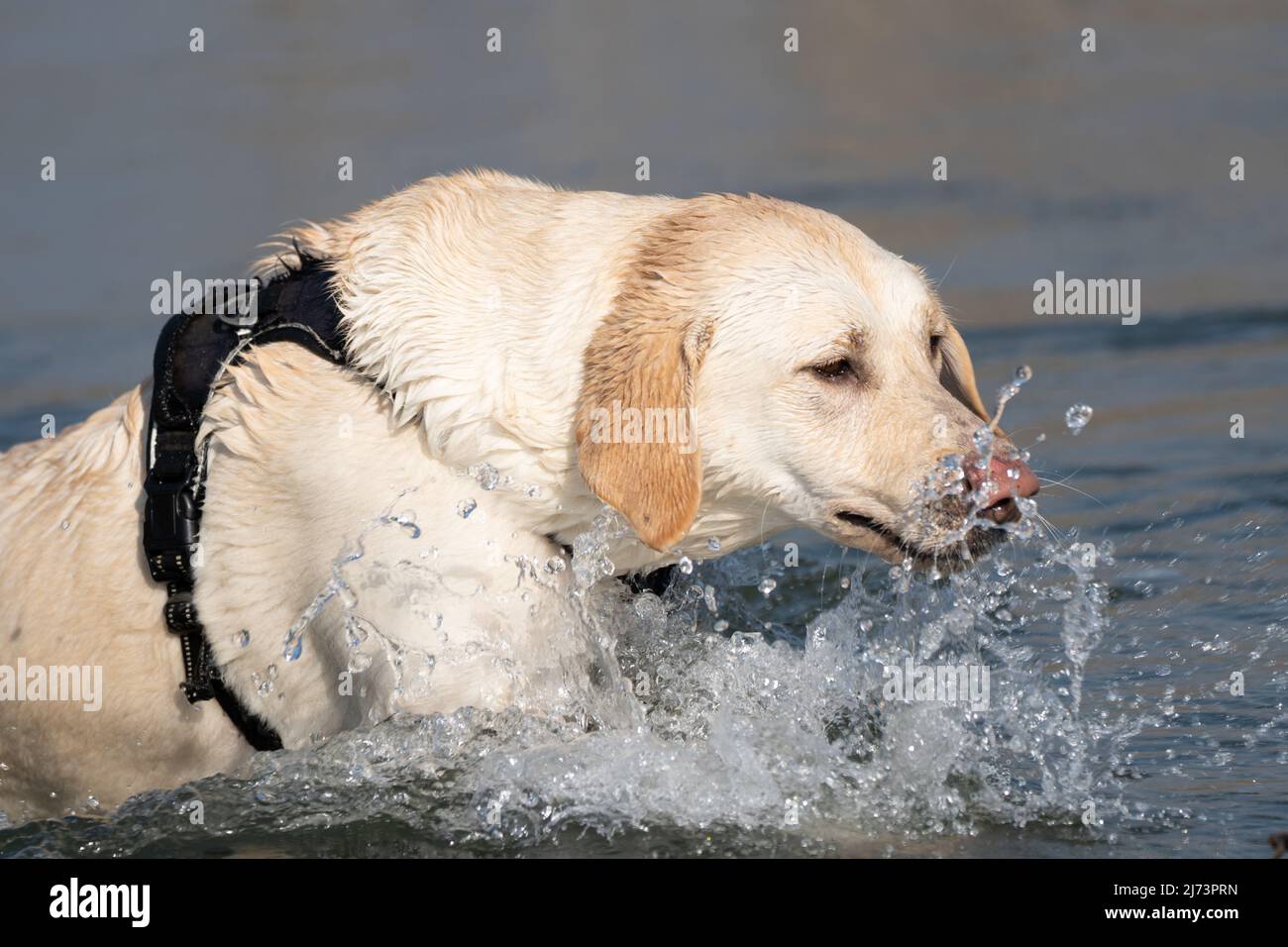 Yellow Labrador retriever dog jumping in the water Stock Photo Alamy
