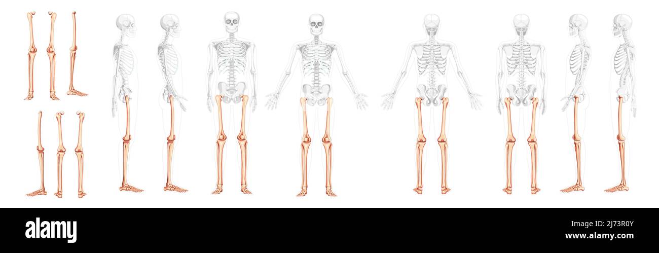 Set of Skeleton Thighs and legs lower limb Human front back side view with partly transparent bones position. femur, patella, fibula, tibia, foot realistic flat Vector illustration of anatomy isolated Stock Vector