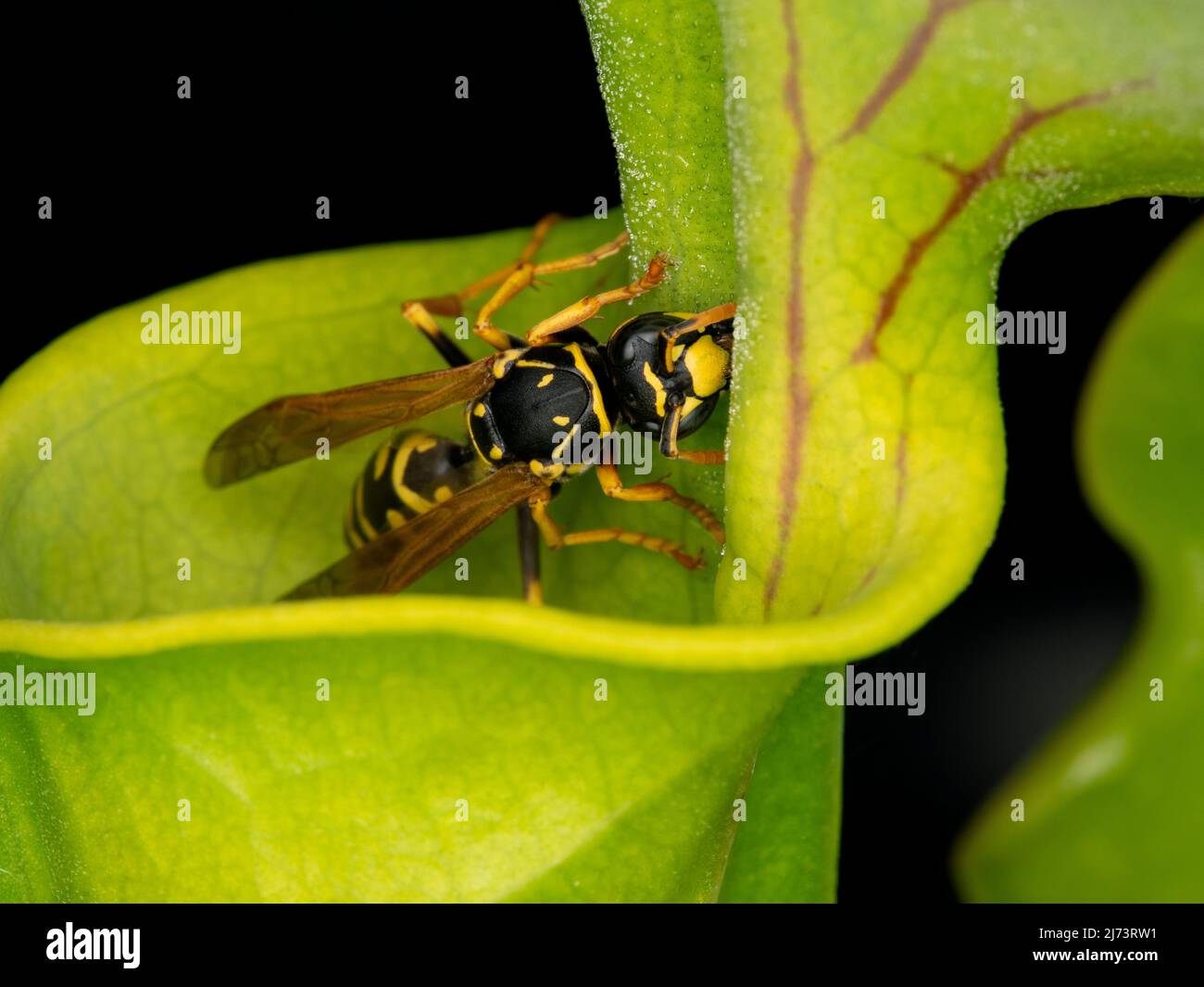 European paper wasp (Polistes dominula) drinking tiny nectar droplets secreted by a yellow pitcher plant (Sarracenia flava) Stock Photo