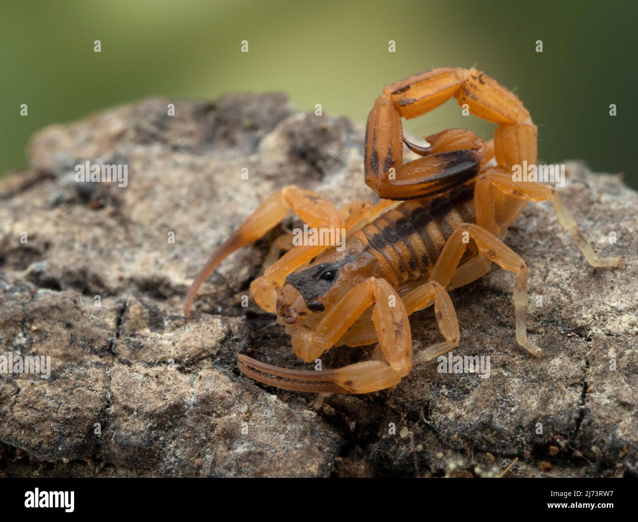 3/4 view of a tiny juvenile Brazilian scorpion (Tityus stigmurus) on a piece of bark. These scorpions are parthenogenetic: females give birth without Stock Photo