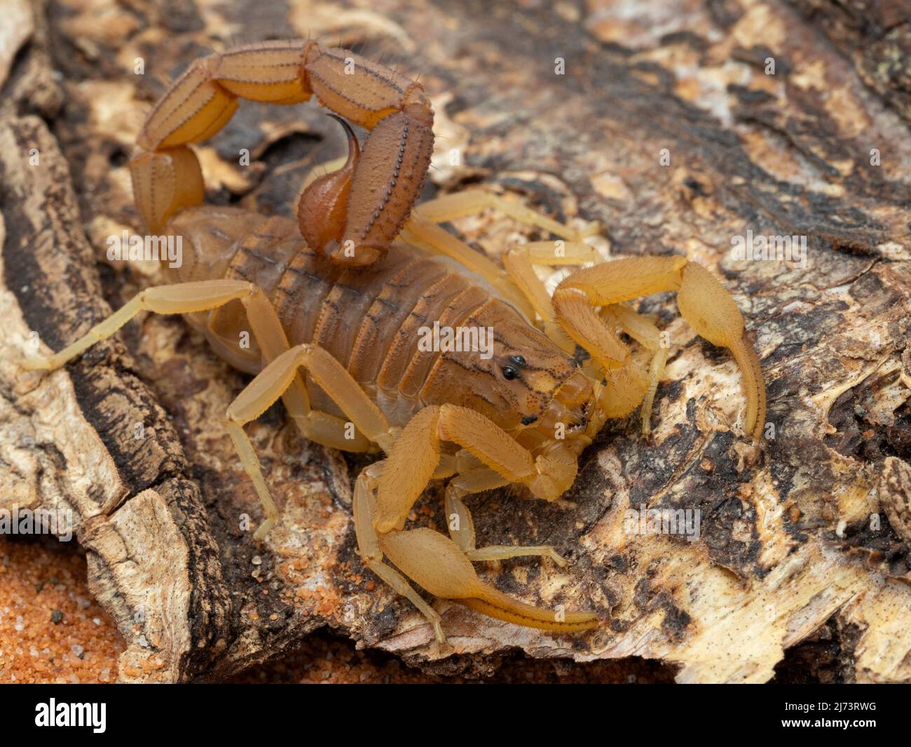 Pretty Indian red scorpion (Hottentotta tamulus) resting on bark, a highly venomous species from India, Pakistan, Nepal and Sri Lanka Stock Photo
