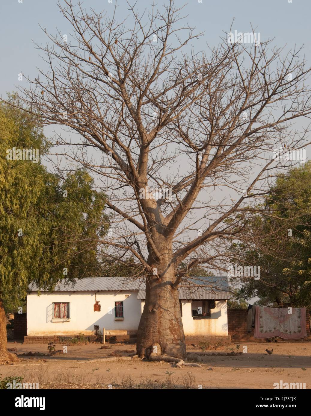 Baobab malawi hi-res stock photography and images - Alamy