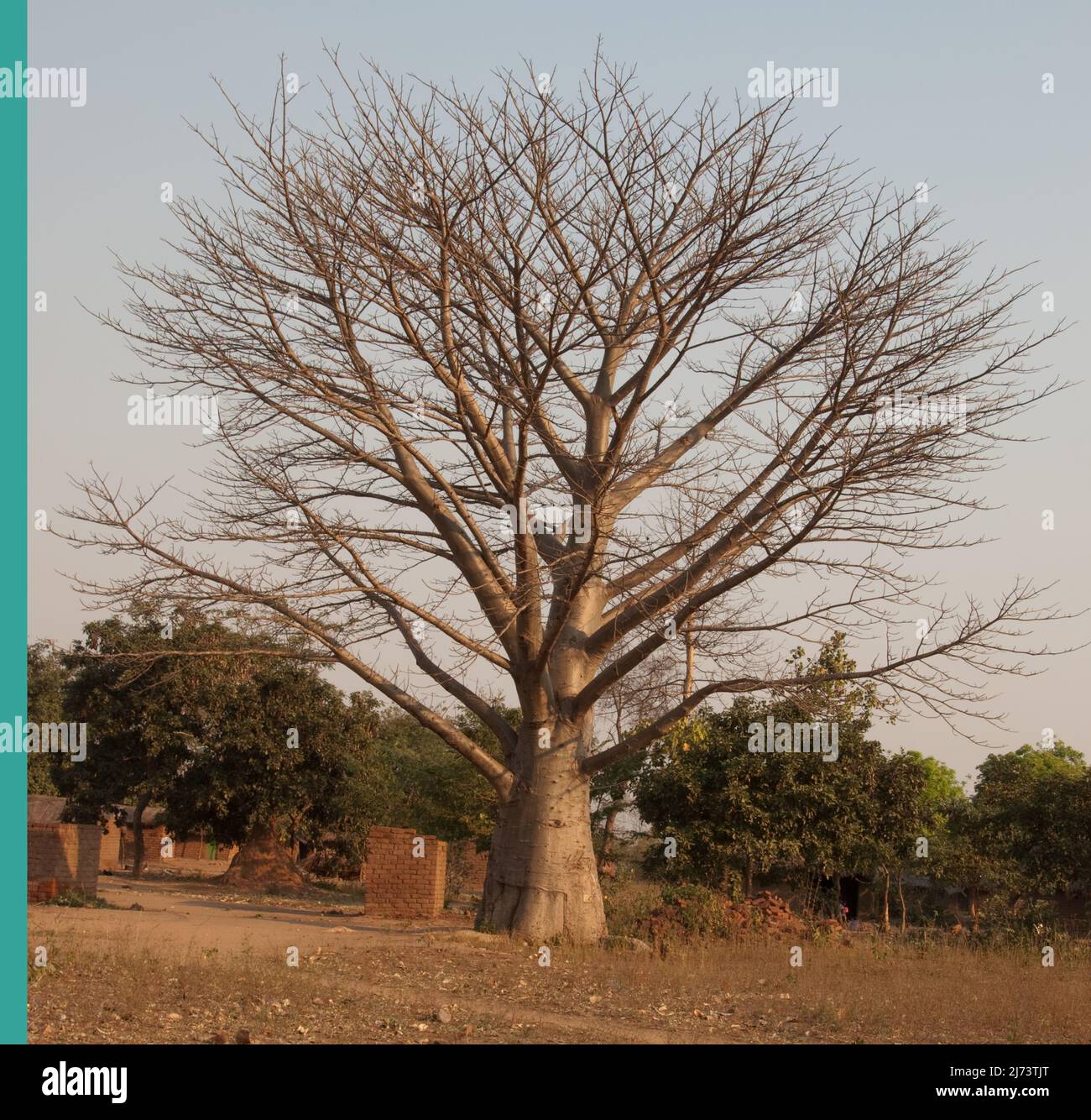 Baobab Tree (Adonsonia), Small African Village, Chikwawa District, Malawi.  Baobab tree is sometimes called the "Upside Down tree" ad very iconic in s  Stock Photo - Alamy