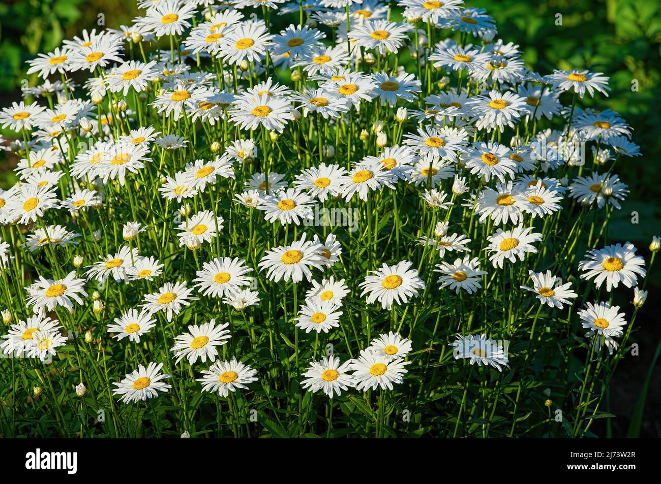 A clump of Shasta Daisies (Leucanthemum x superbum) flowering in the late afternoon sun. Stock Photo