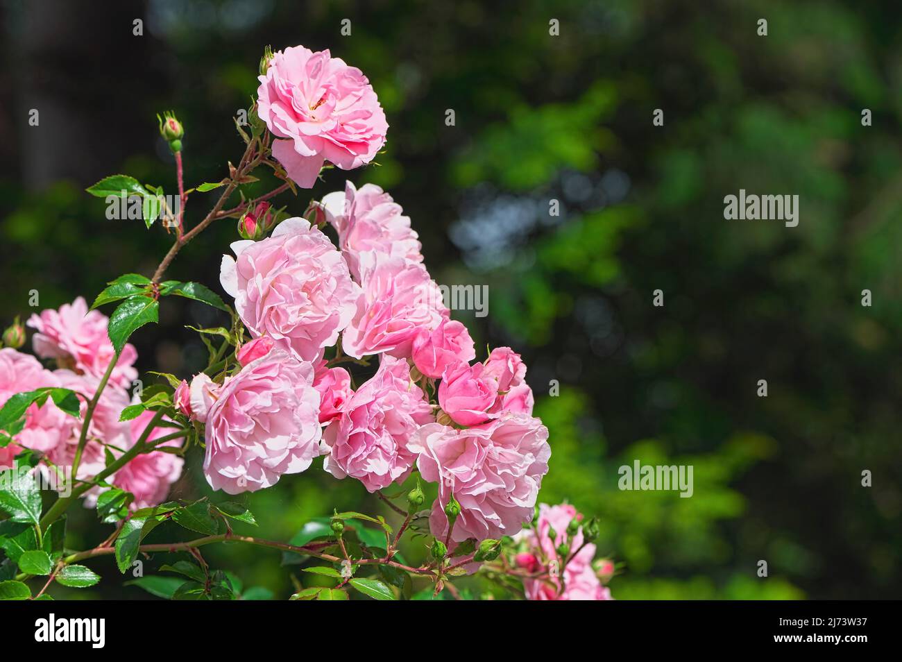 Pink Rose bush (Rosa) with copyspace. Stock Photo