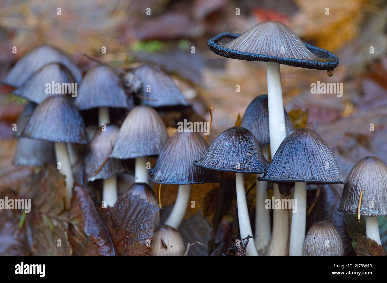 A colony of Inky Cap or Common Ink Cap mushrooms (Coprinopsis atramentaria) starting to decompose. Stock Photo