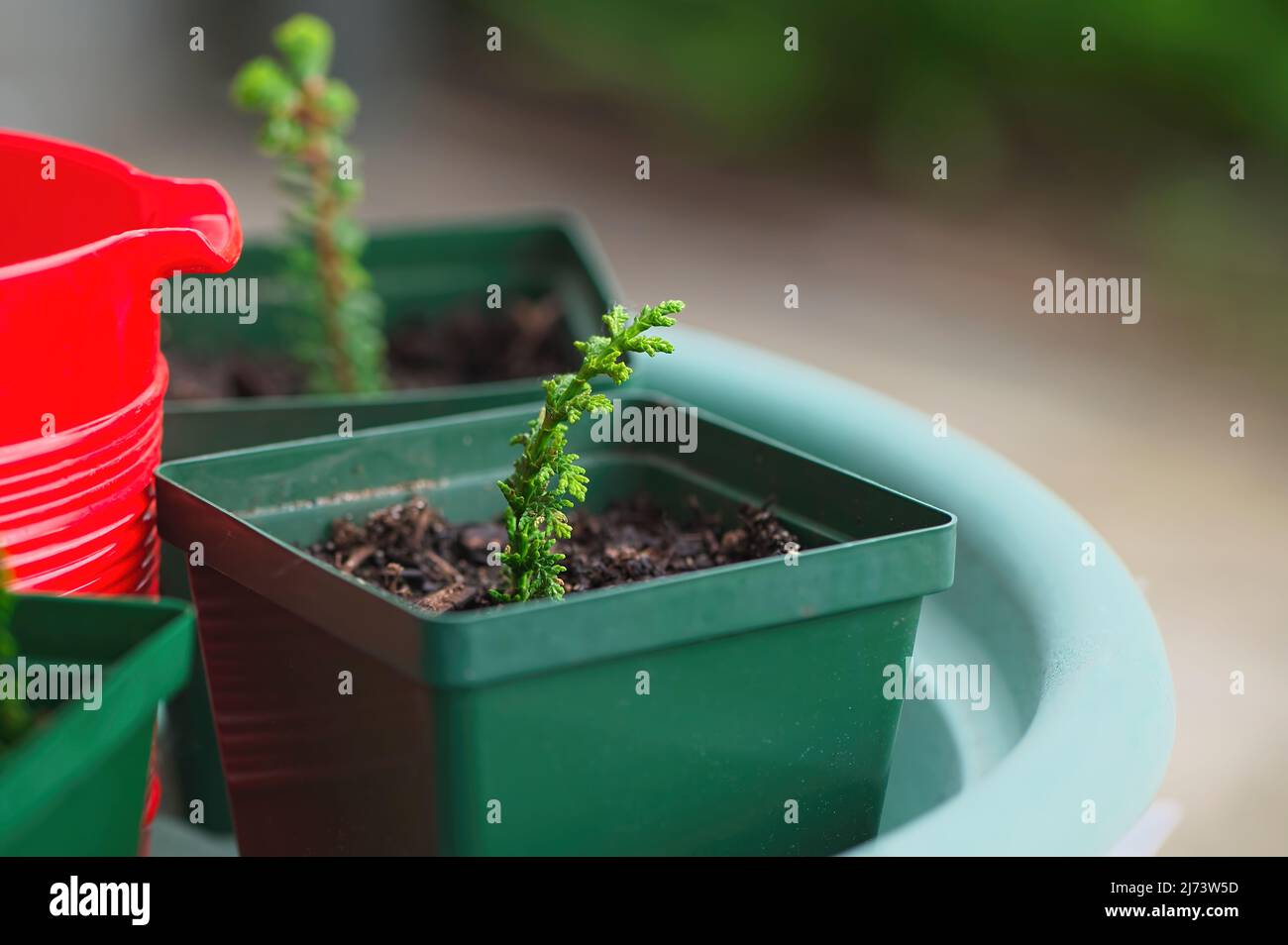 An evergreen cutting in a plant pot with copy space. Stock Photo