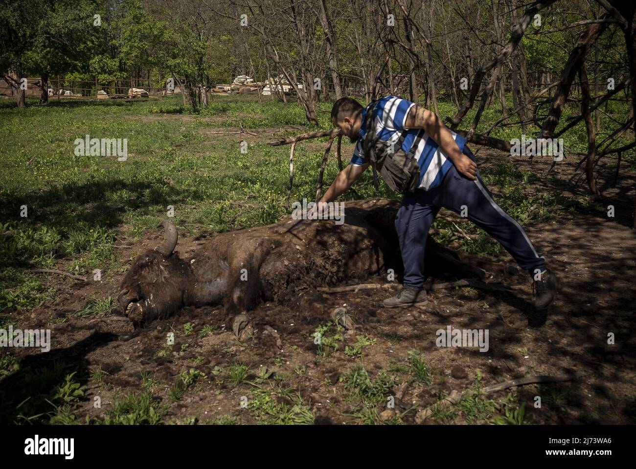Poltava, Ukraine, 06/05/2022, An Ecopark employee points to an entree wound of an animal that died as a result of shrapnel from Russian shelling at the park in early March in Kharkiv, Ukraine, Thursday, May 5, 2022. Later the same day Russians shelled the park killing a young 15 year old volunteer and injuring two others. The U.K. government has reportedly launched an inquiry into how British-manufactured components have made their way into Russian weapons systems, despite an arms embargo being in operation since Russia annexed Crimea in 2014.   Photo by Ken Cedeno/UPI Stock Photo