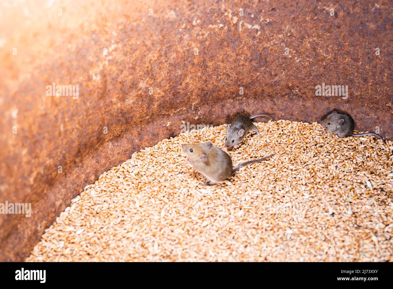 Family of field mice in wheat storage Stock Photo Alamy