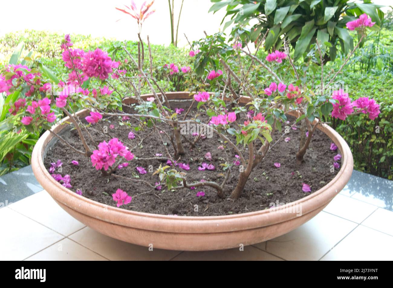 Flower arrangement (decorating hotel courtyard), Blantyre, Malawi