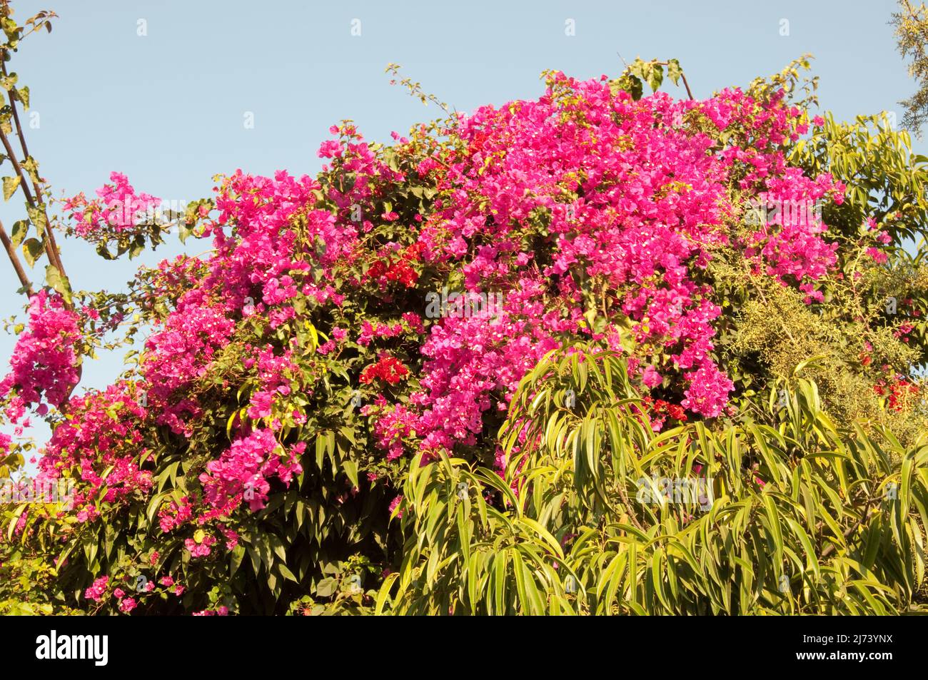 Bougainvillea flowers, Blantyre, Malawi, Africa Stock Photo Alamy
