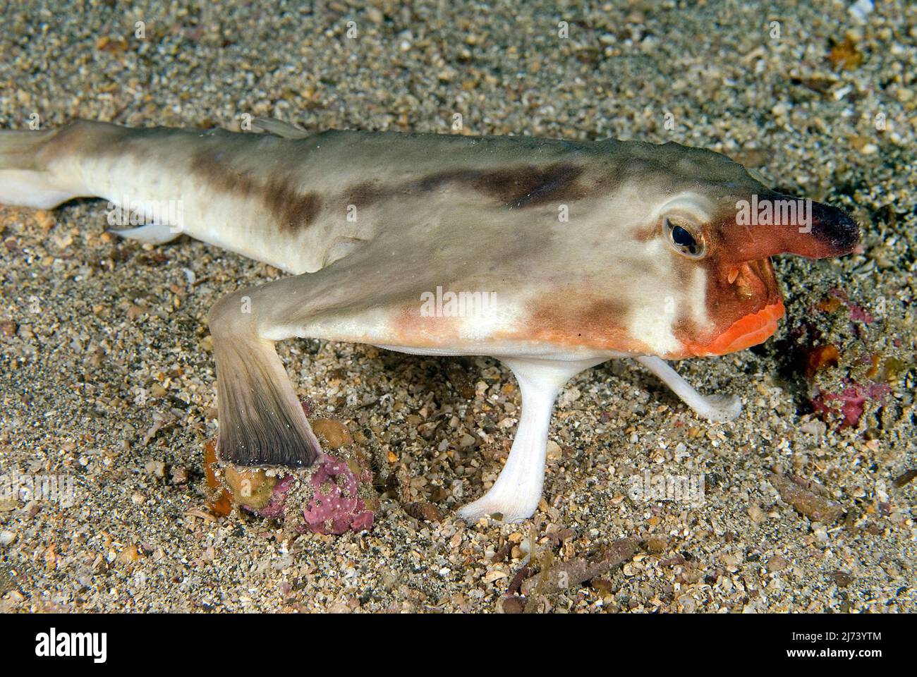 Ogcocephalus Darwini