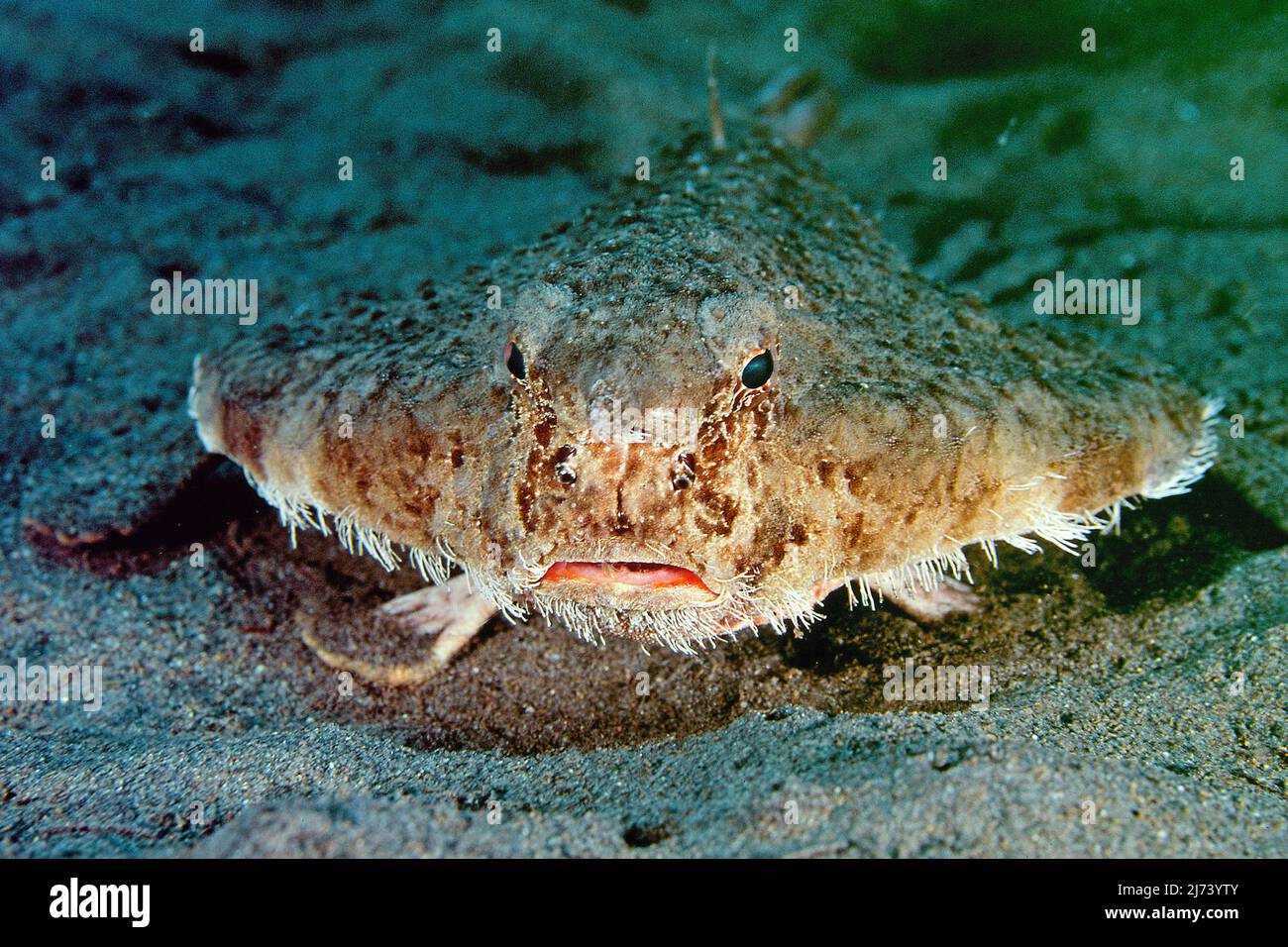 Frontal legs hi-res stock photography and images - Alamy