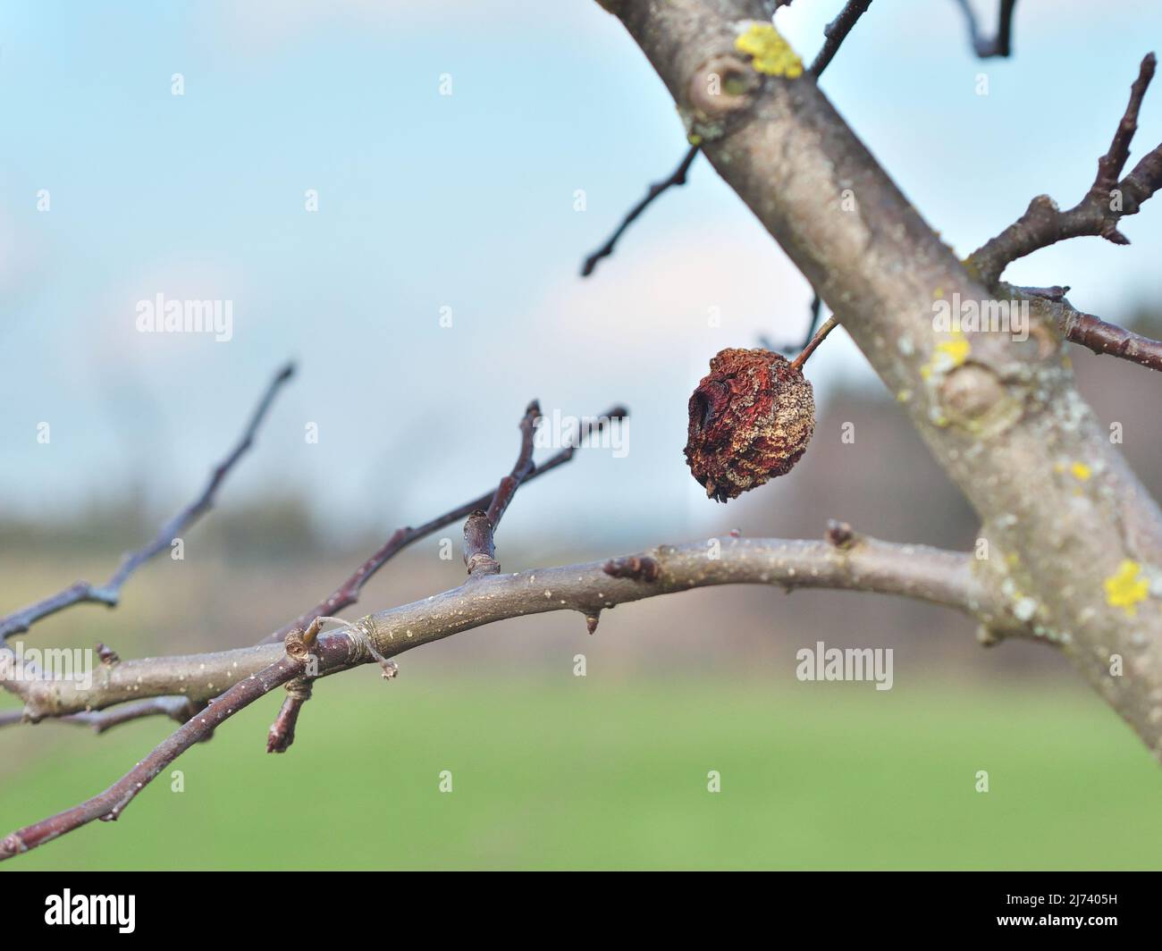 photo shows a typical symptome of apple brown rot (Monilia fructigena) called shriveled „mummies“ Stock Photo