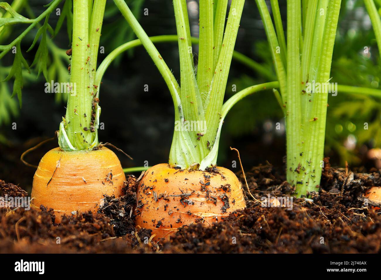 photo shows a close up of carrots in raised garden bed Stock Photo Alamy