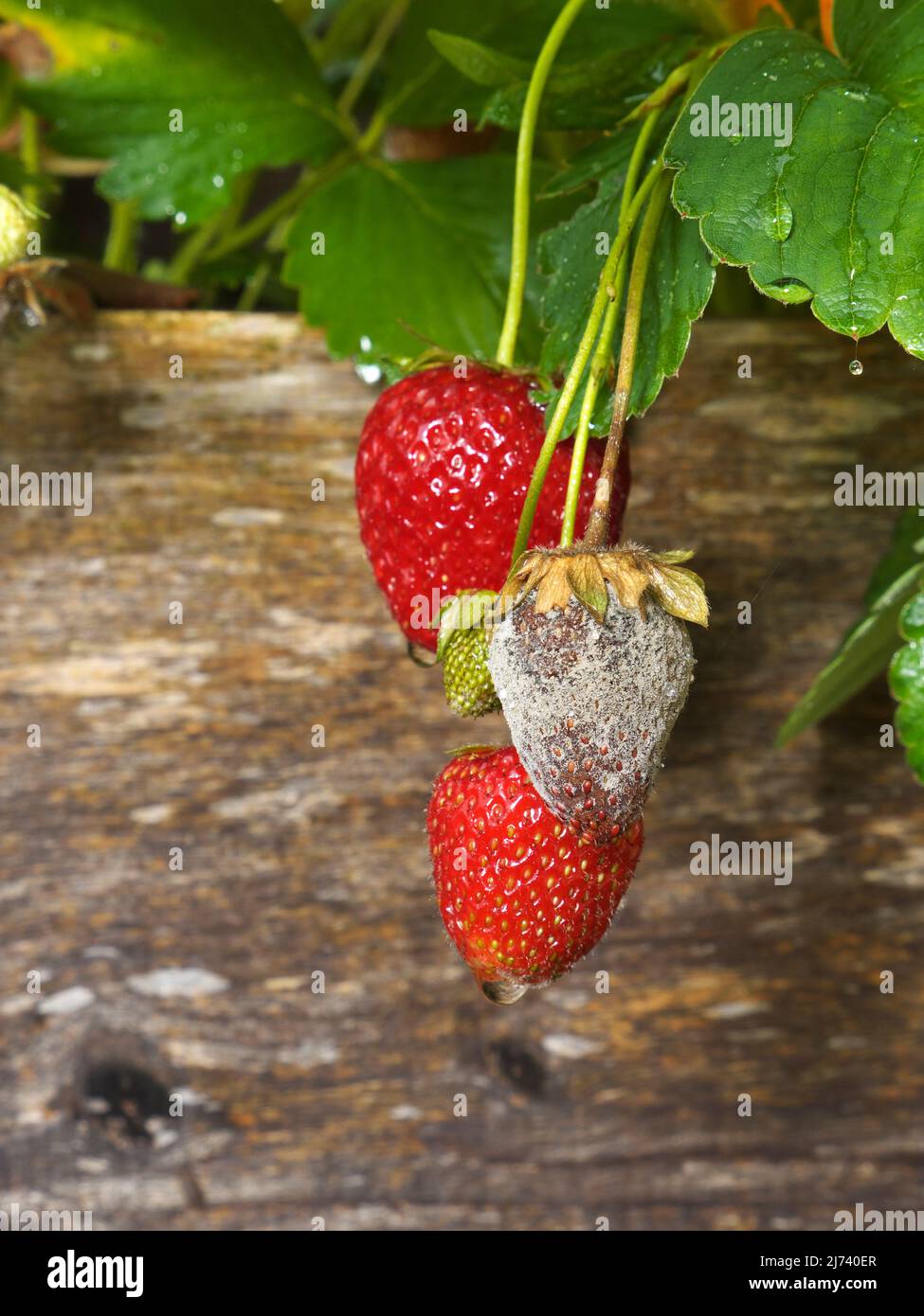 photo shows a close up of Botrytis Fruit Rot or Gray Mold of strawberries - upright format Stock Photo