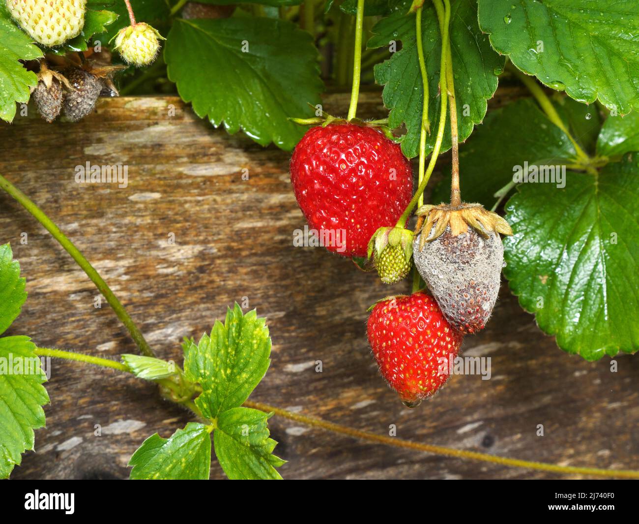 photo shows a close up of Botrytis Fruit Rot or Gray Mold of strawberries - landscape format Stock Photo