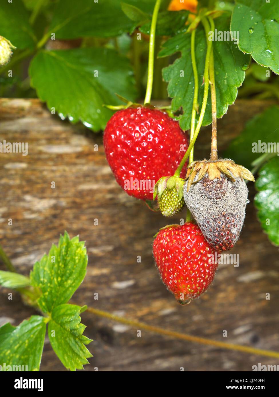 photo shows a close up of Botrytis Fruit Rot or Gray Mold of strawberries Stock Photo