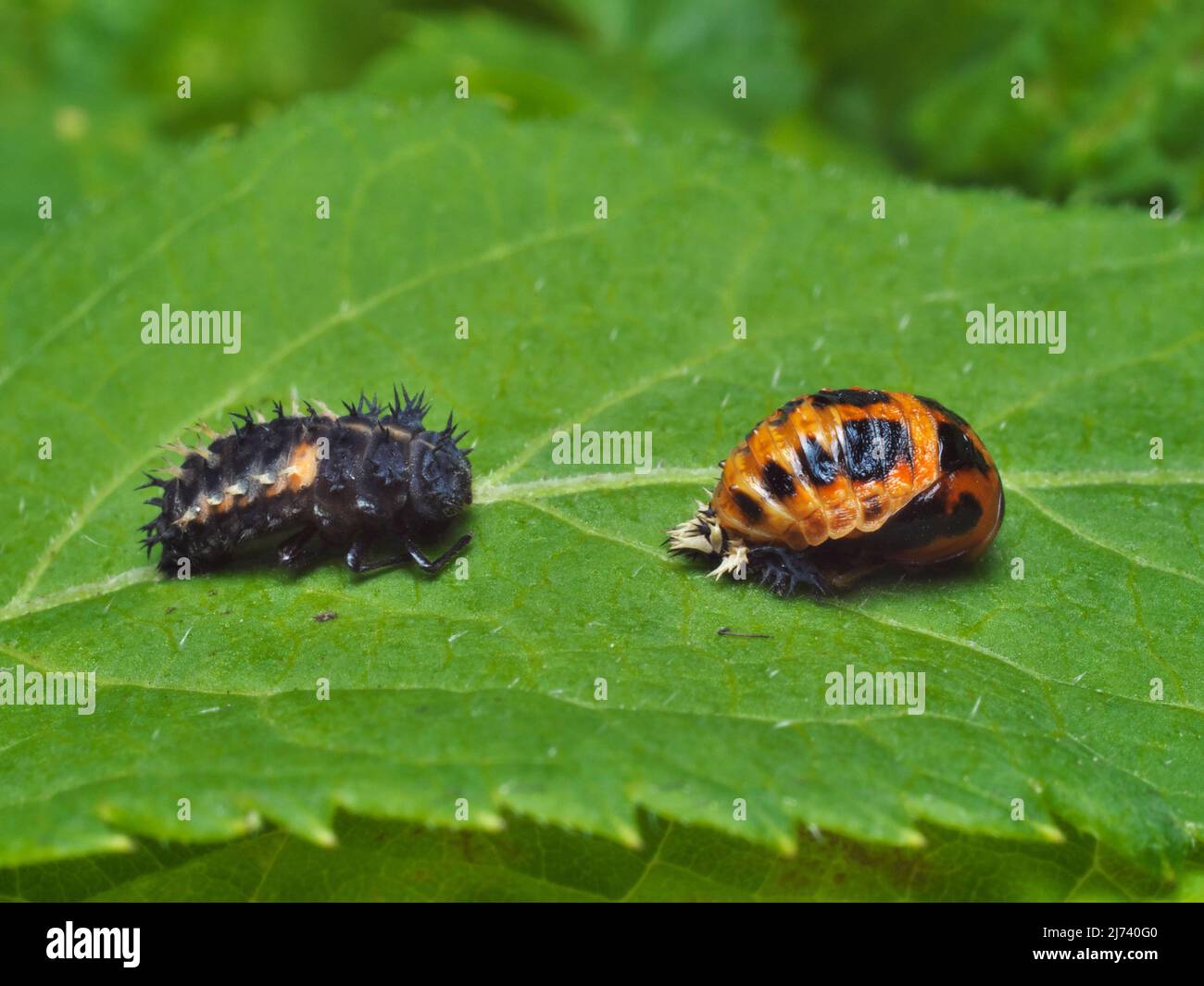 photo shows the larvae and pupa of the ladybug Stock Photo