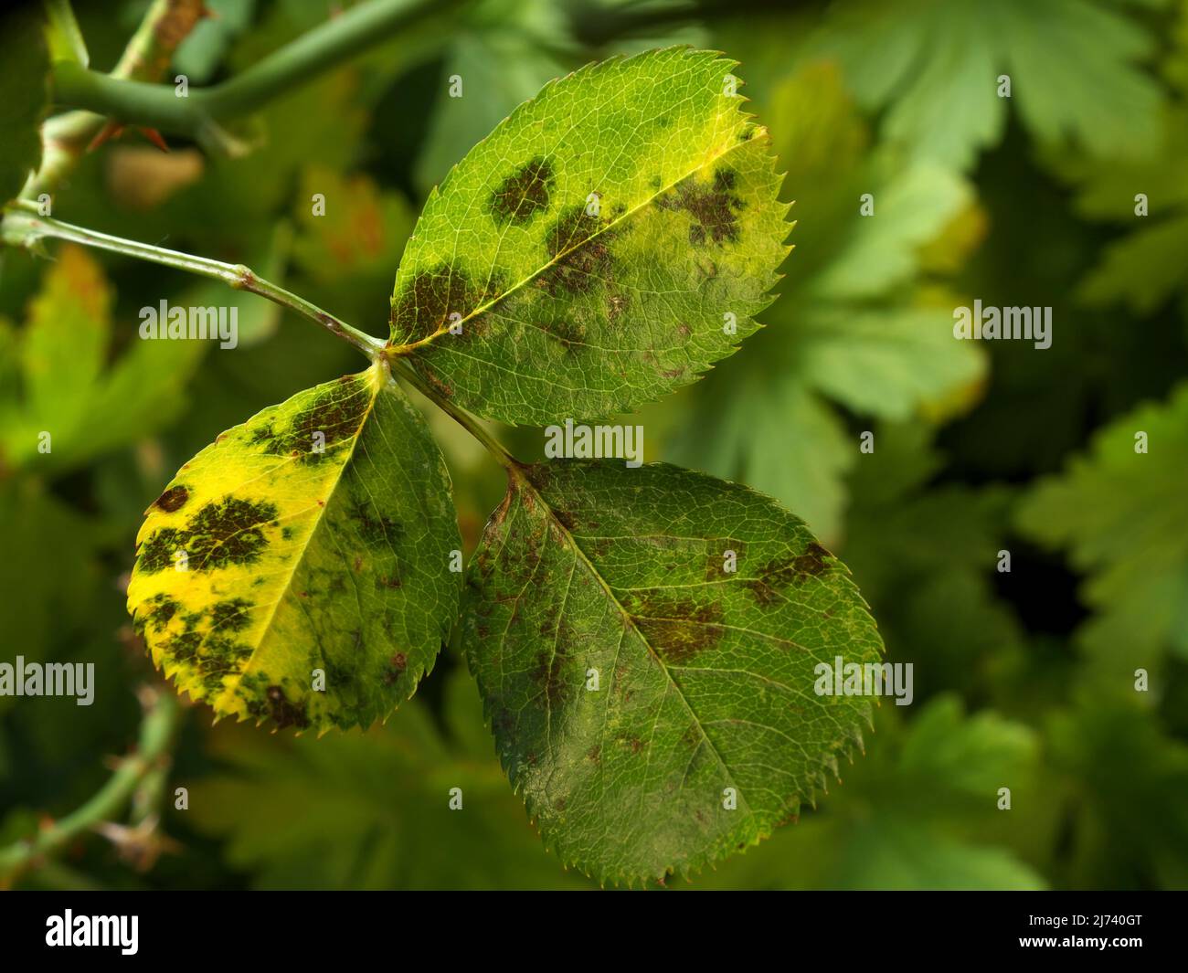 photo shows some leaves of roses infected by blackspot fungus Stock Photo