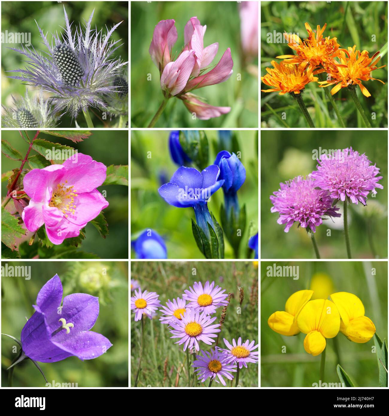 Alpine flora collage II (from top left: Alpine sea holly, Trifolium alpinum, golden hawksbeard, Rosa pendulina, bladder gentian, Alpine pink mist, Pea Stock Photo