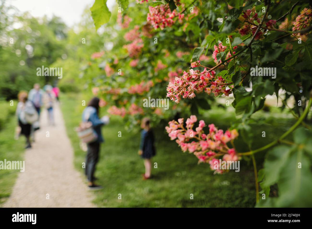 Shallow depth of field details with red chestnut tree flowers in a public park during a sunny spring day. Stock Photo
