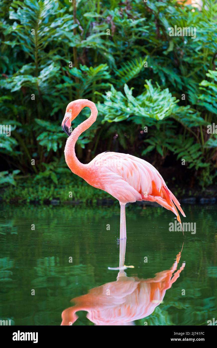 One pink flamingos standing in the water with reflections. Stock Photo