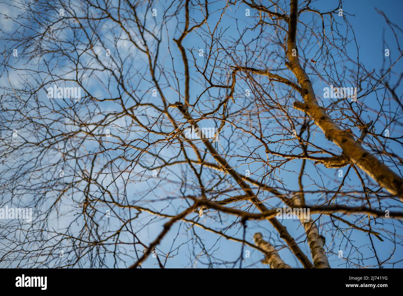 Tree branch silhouette over blue sky background Stock Photo - Alamy