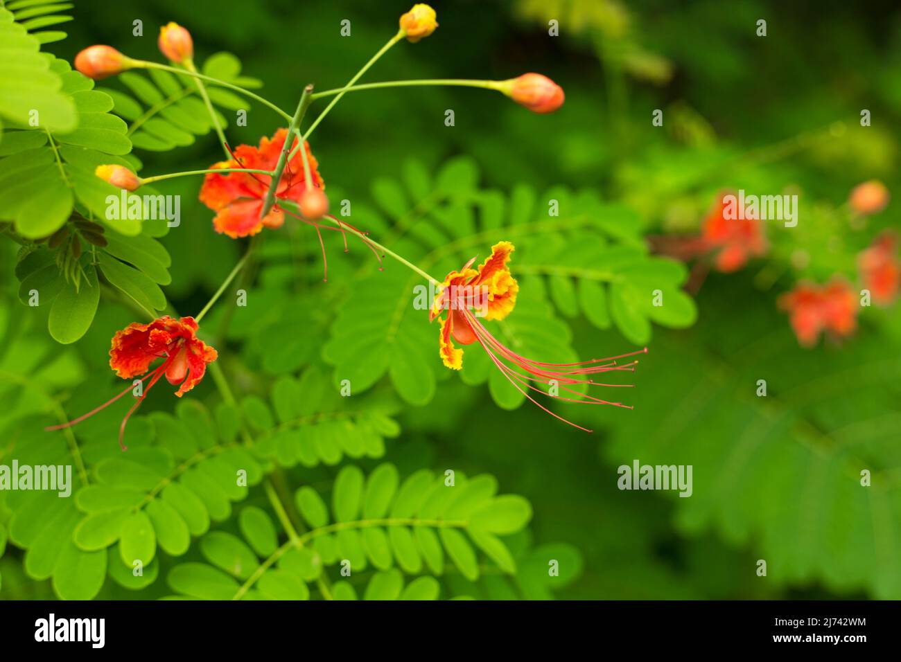 Green leaves and orange flowers of tropic acacia tree. Close up tropic background Stock Photo